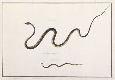 Gemalter Bronzeback mit Banded Malayan Coral Snake, aus Zeichnungen von Tieren, Insekten und Reptilien aus Malakka, um 1805-18 von Chinese School